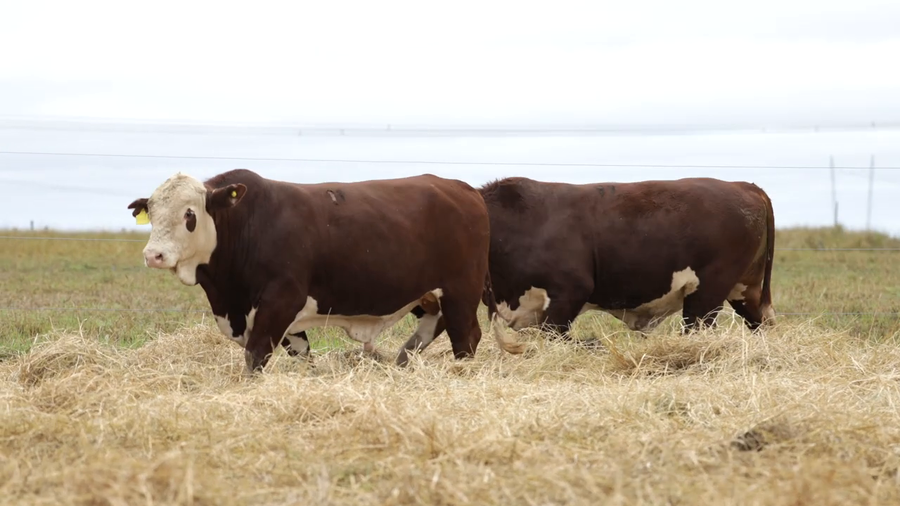 Lote Toros