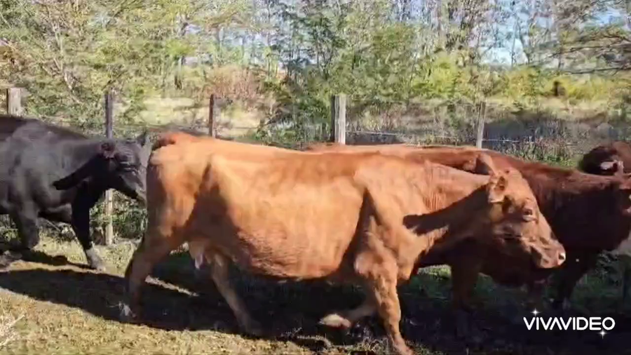 Lote 98 Vacas medio uso C/ gtia de preñez en Rufino, Santa Fe