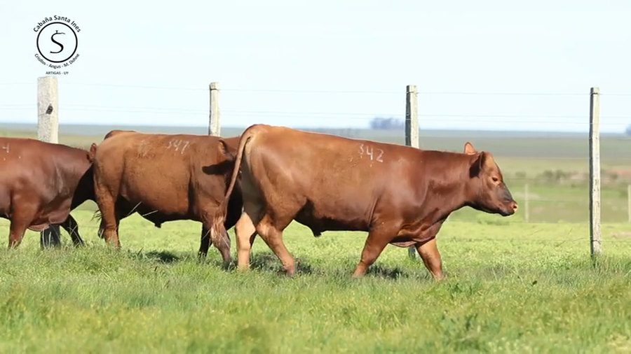 Lote 3 Toros PI / PO / PC a remate en Santa Ines, Artigas