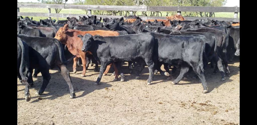 Lote 70 Terneros/as en Villaguay, Entre Ríos