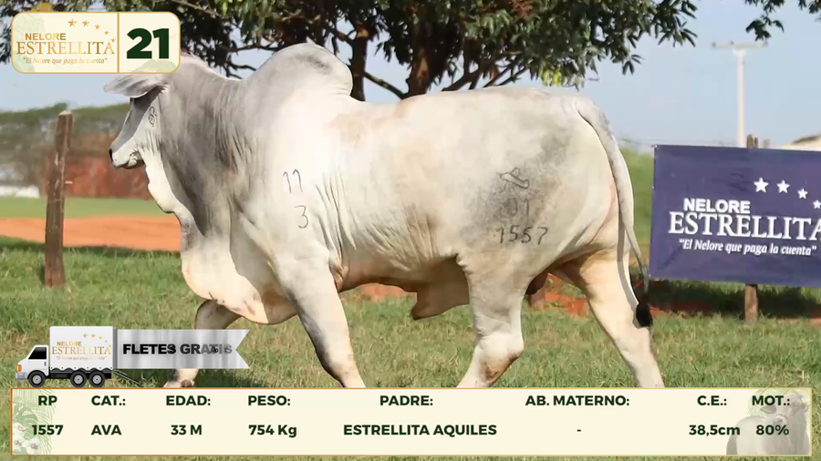 Lote LOTE 21