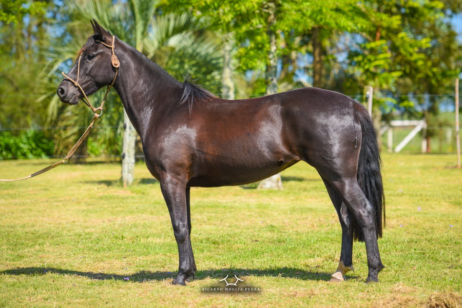 Lote El Gavilán Pacífica Momia (RP 411) Cabaña "El Gavilán"