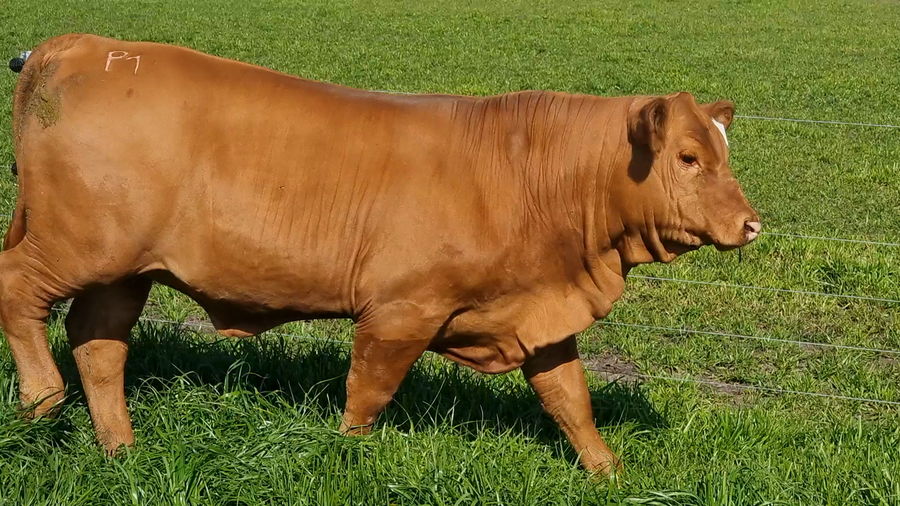 Lote JACARANDA BR ARDIENTE 18