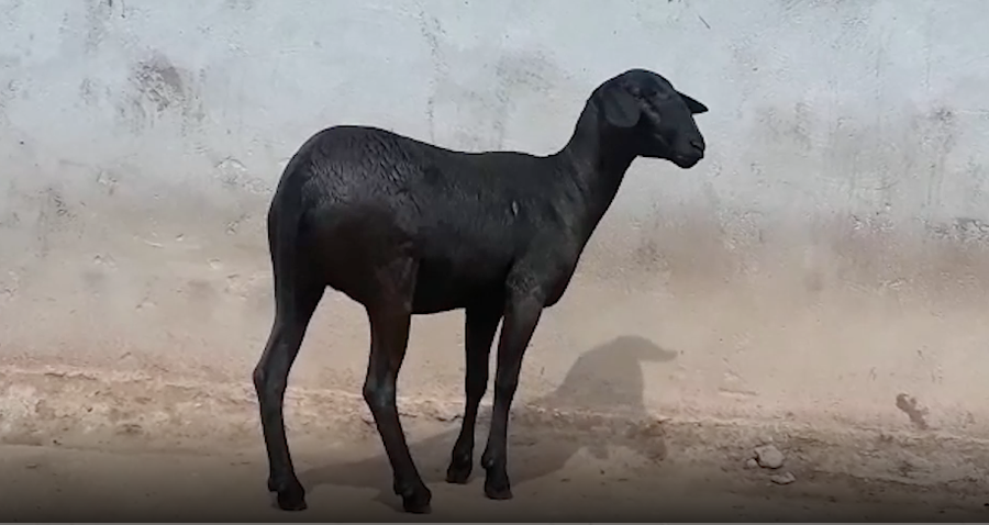 Lote Hembra P1 a remate en 1° Feria Online APCO Dorper y Santa Inés en Quiindy