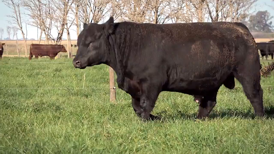 Lote Toros PP y PC a campo con DEPs