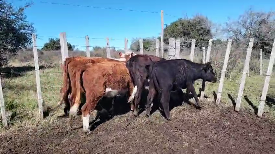 Lote 4 Vaquillonas  a remate en Pantalla Aniversario - Escritorio Camy, San José