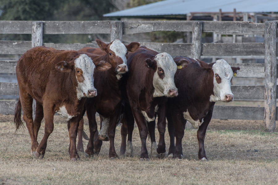 Lote Vaquillonas inseminada Cabaña Las Meninas (27)