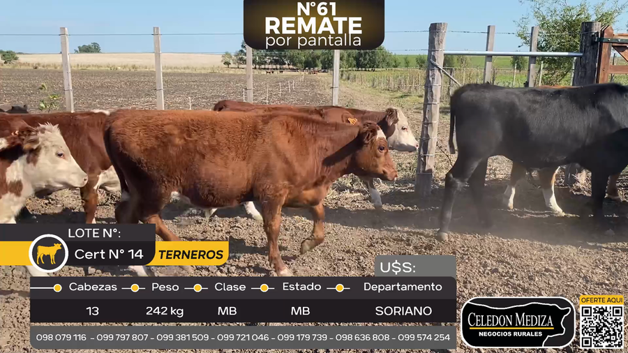 Lote 13 Terneros en Palo Solo , Colonia