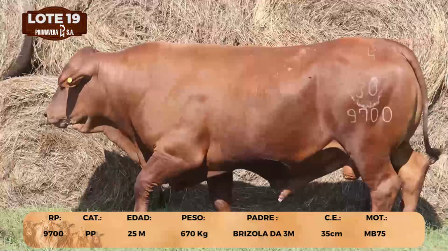 Lote LOTE 19