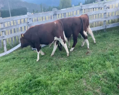 Lote 22 Ternero en Aysén, XI Región Aysén