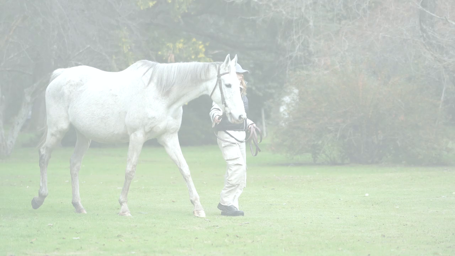 Lote MINXILINX (ZAMINDAR -  LIXIAN) Preñez por CHE EVASOR