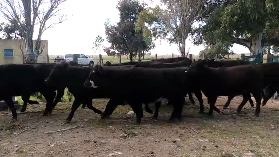 Lote 23 Vaquillonas en Olavarría, Buenos Aires