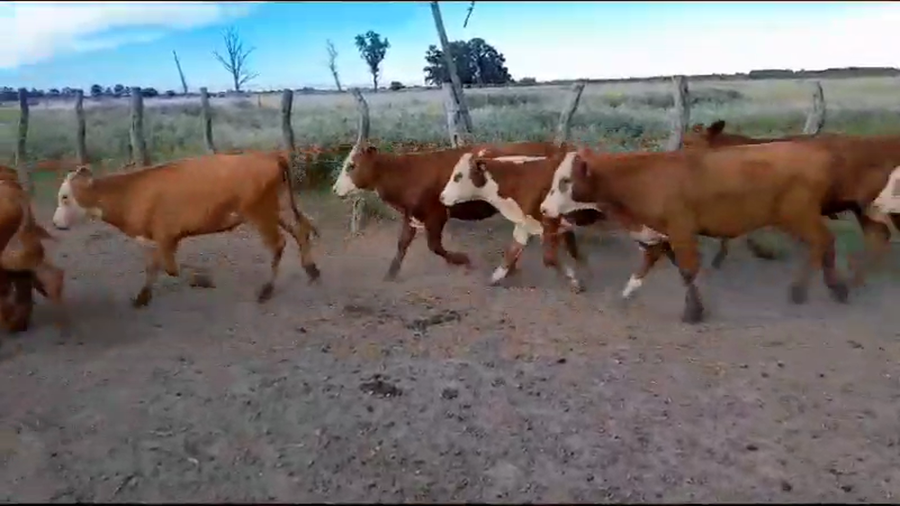 Lote 110 Terneros en San Jaime, Entre Ríos