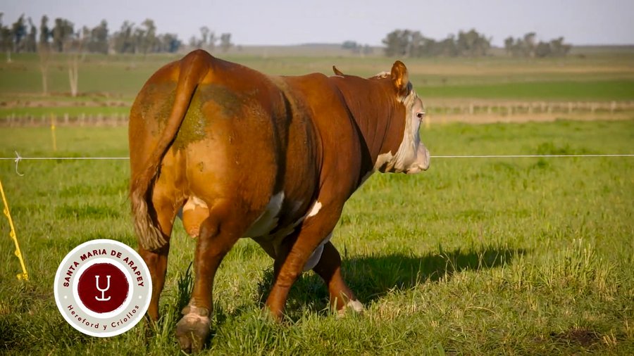 Lote TOROS SANTA MARIA DE ARAPEY
