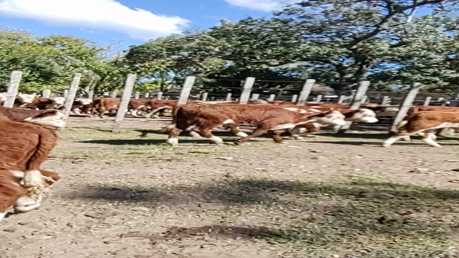 Lote 60 Terneros en Melo, Cerro Largo