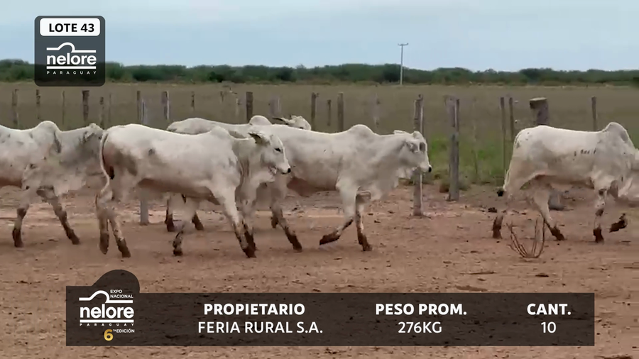 Lote LOTE 43