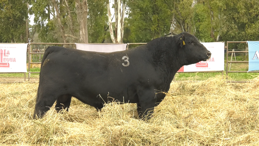 Lote TOROS ANGUS NEGROS  PC