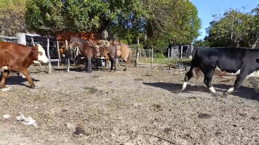 Lote 26 Novillos