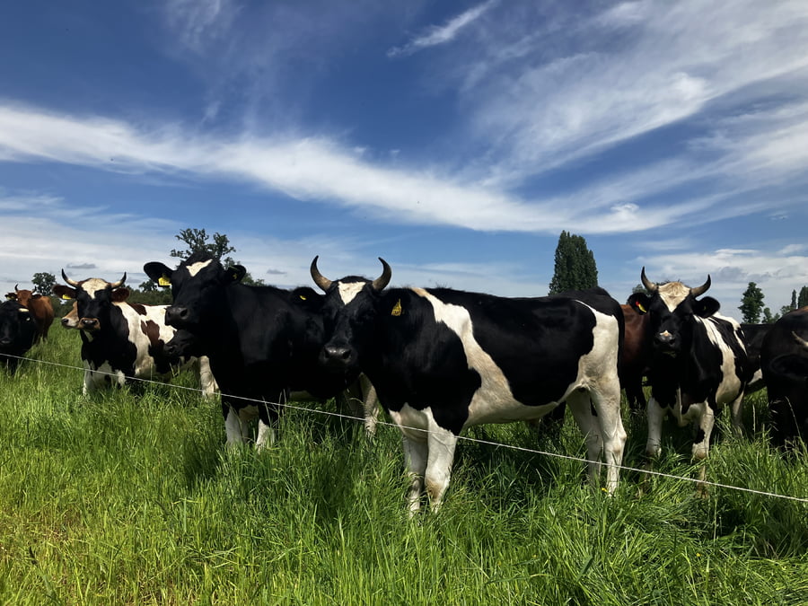 Imagen 3 del Lote Lote 45 Novillo Gordo en Río Bueno, XIV Región Los Ríos