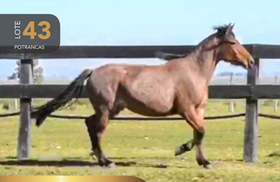 Lote Aquerenciada Formadora