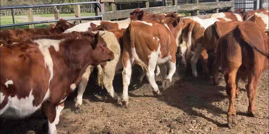 Imagen 3 del Lote Lote 32 Novillo Engorda en Osorno, X Región Los Lagos