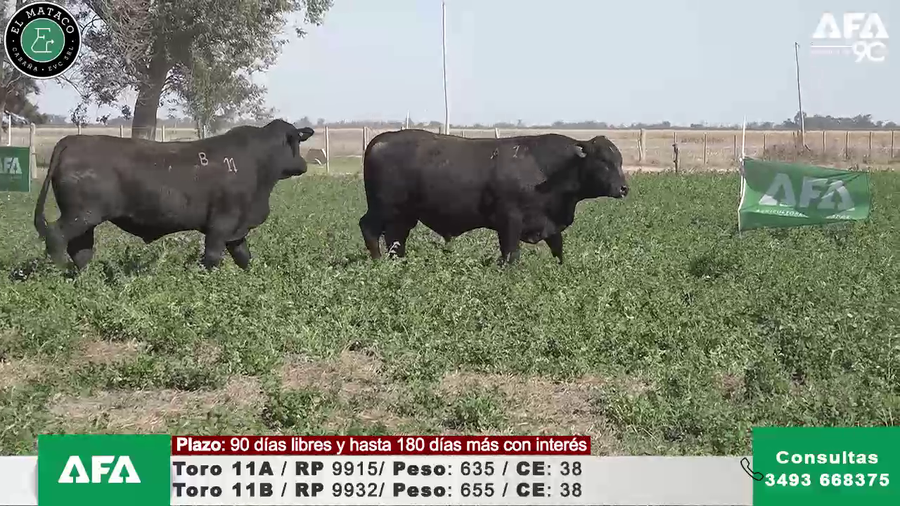 Lote """EL MATACO"" Toros"