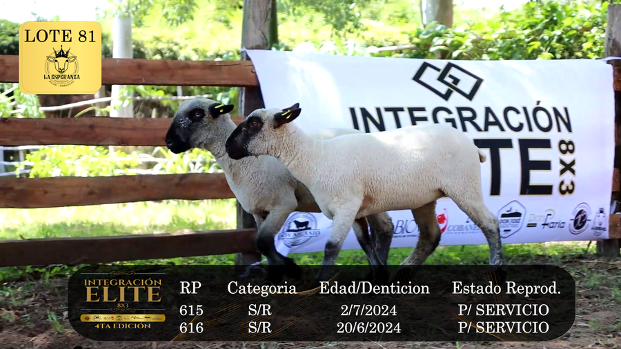 Lote LOTE 81