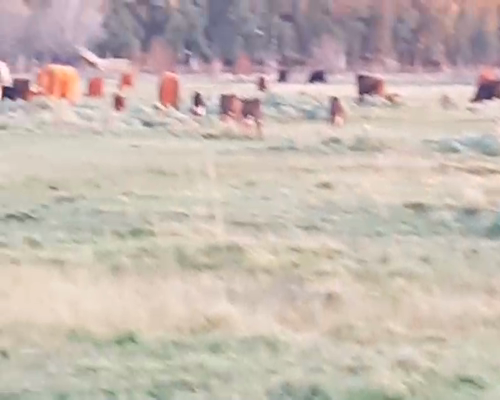 Lote 25 Vacas nuevas en Benito Juárez, Buenos Aires