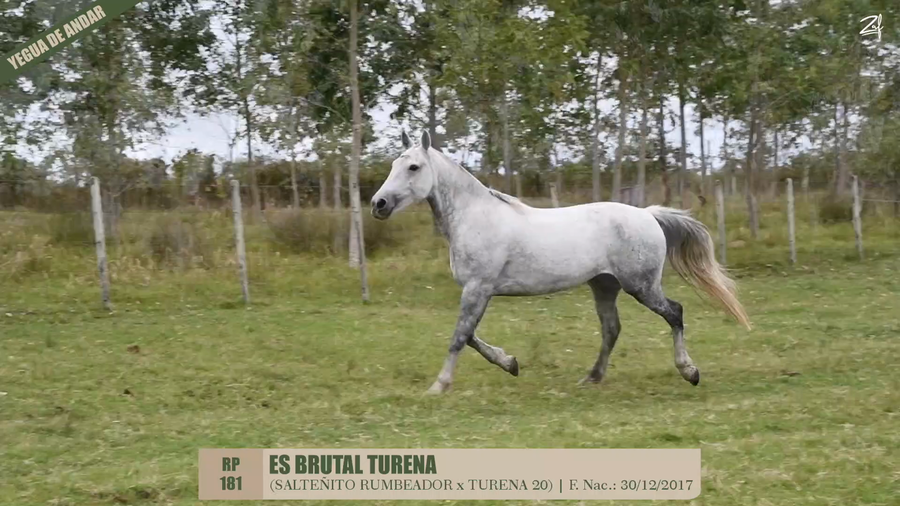 Lote ES BRUTAL TURENA