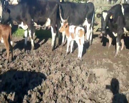 Lote 6 Vaquillonas  HOLANDO a remate en Pantalla Aniversario 400kg - , San José