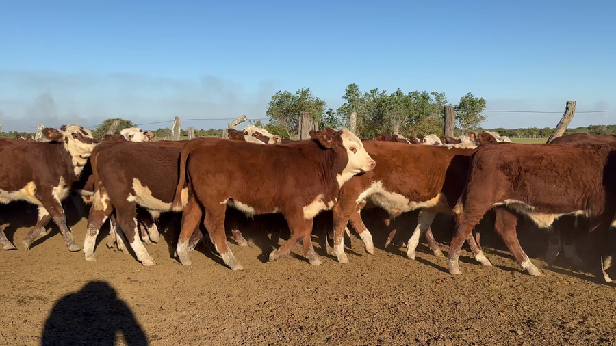 Lote 80 Terneros/as en Corrientes, Mercedes