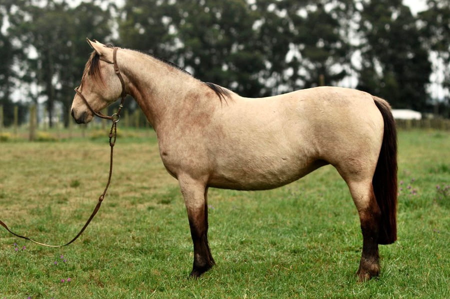 Lote Cañada Morenita (RP 417) Cabaña "La Cañada"