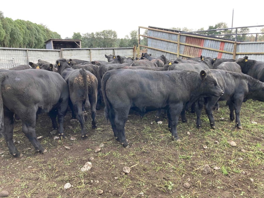 Lote 32 Ternero en Puerto Varas, X Región Los Lagos