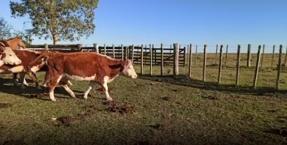 Lote 25 Vaca en Colonia