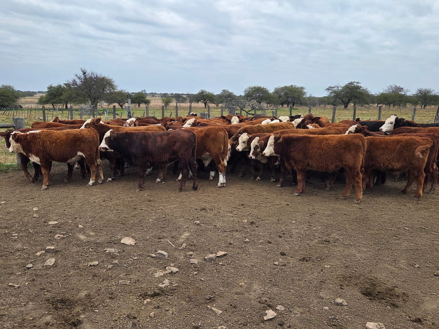 Lote 60 Terneros en Corrientes, Curuzu Cuatia