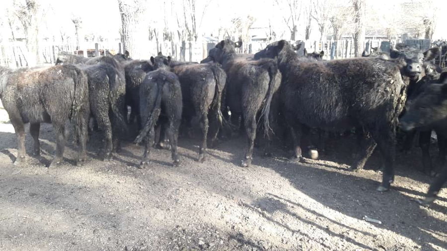 Lote 23 Terneras en Gral. Lamadrid, Buenos Aires