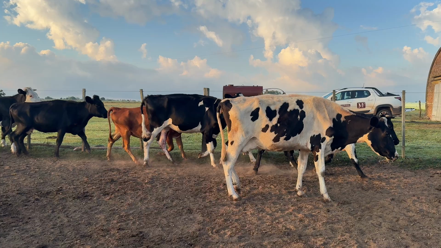 Lote VACA DE INVERNADA