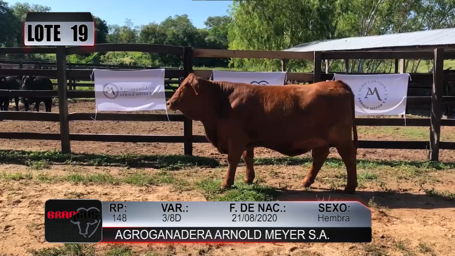 Lote Nacional de Otoño Brangus Campo - Lote 19