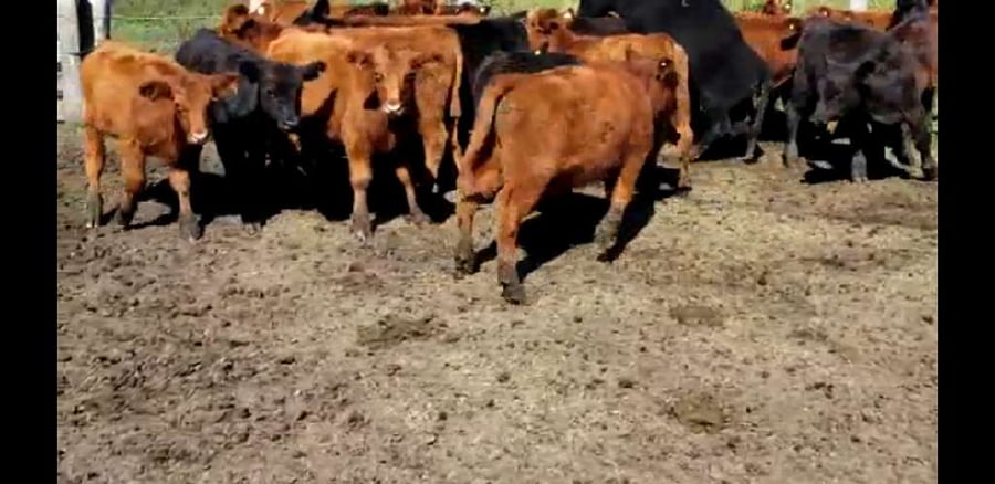 Lote 25 Terneros en Villaguay, Entre Ríos