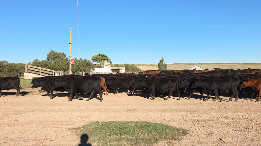 Lote 185 Vacas medio uso C/ gtia de preñez en Buenos Aires, Tornquist