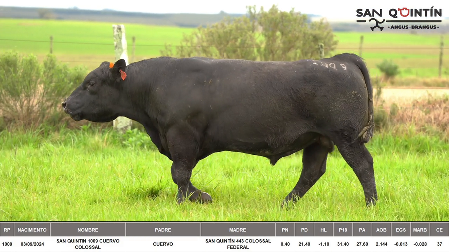 Lote ABERDEEN ANGUS PI