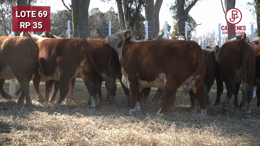 Lote VAQUILLONA RG PREÑADA PARICIÓN PRIMAVERA
