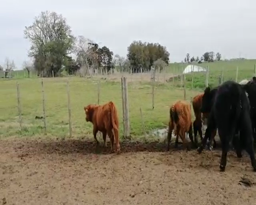 Lote 14 Terneros en Florida