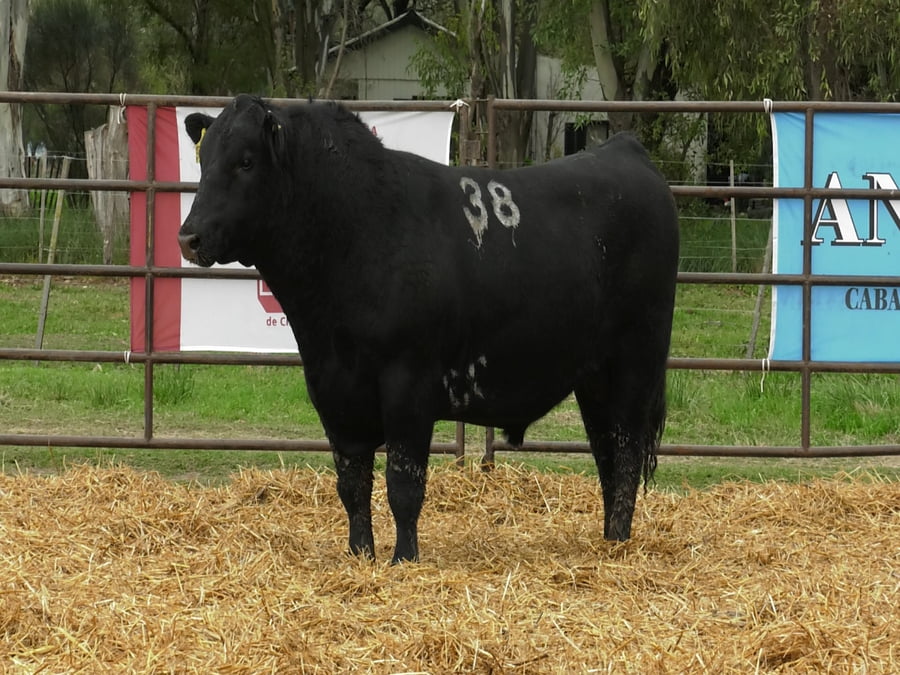 Lote TOROS ANGUS NEGROS PC