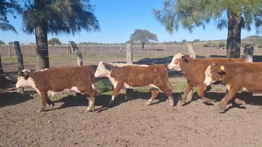 Lote 70 Terneras