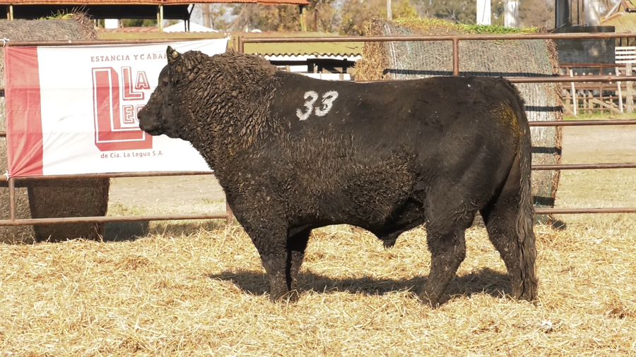 Lote TOROS ANGUS NEGROS  PC