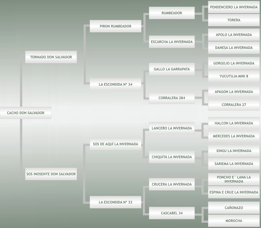 Lote Cacho Don Salvador