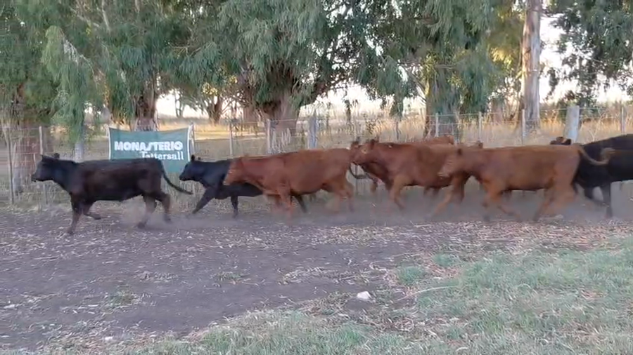 Lote 26 Terneros/as CHILLAR