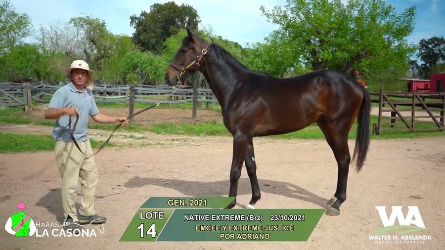 Lote NATIVE EXTREME (Brz)