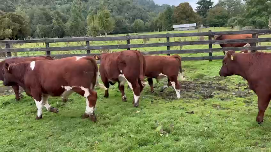 Lote 22 Ternero en Cisnes, XI Región Aysén